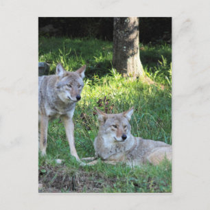 Coyote Collectie Briefkaart