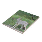 Coyote Collectie Tegeltje (Zijkant)
