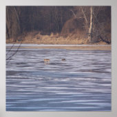 Coyote Crossing Poster (Voorkant)