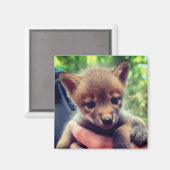 Coyote Cub Magneet (Voorkant / Achterkant)