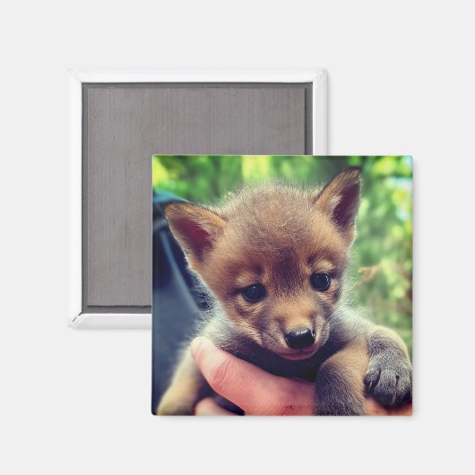 Coyote Cub Magneet (Voorkant / Achterkant)