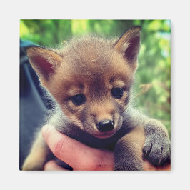 Coyote Cub Magneet