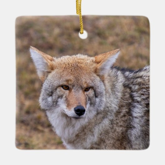 Coyote Dog Ornament (Voorkant)