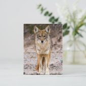 Coyote Encounter Briefkaart (Staand voorkant)