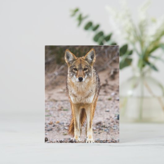 Coyote Encounter Briefkaart (Staand voorkant)
