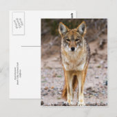 Coyote Encounter Briefkaart (Voorkant / Achterkant)