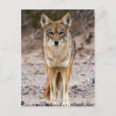 Coyote Encounter Briefkaart (Voorkant)