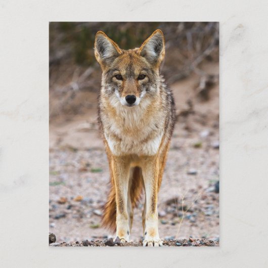 Coyote Encounter Briefkaart (Voorkant)