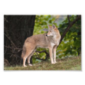 Coyote  foto afdrukken (Voorkant)