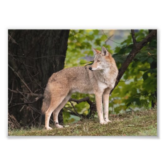 Coyote  foto afdrukken (Voorkant)