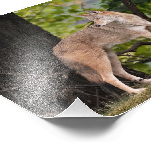 Coyote  foto afdrukken (Hoek)