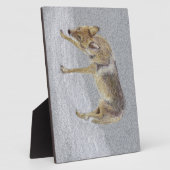 Coyote Fotoplaat (Zijkant)