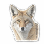 Coyote Head Animal Portrait Sticker (Voorkant)
