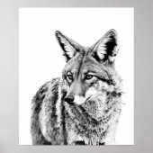 Coyote Head Portrait Black White Animal Poster (Voorkant)