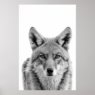 Coyote Head Portrait Black White Poster