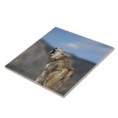 Coyote howling vanaf hoog punt tegeltje (Zijkant)