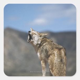 Coyote howling vanaf hoog punt vierkante sticker