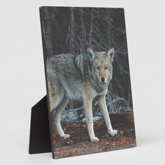 Coyote Hunting Fotoplaat (Zijkant)