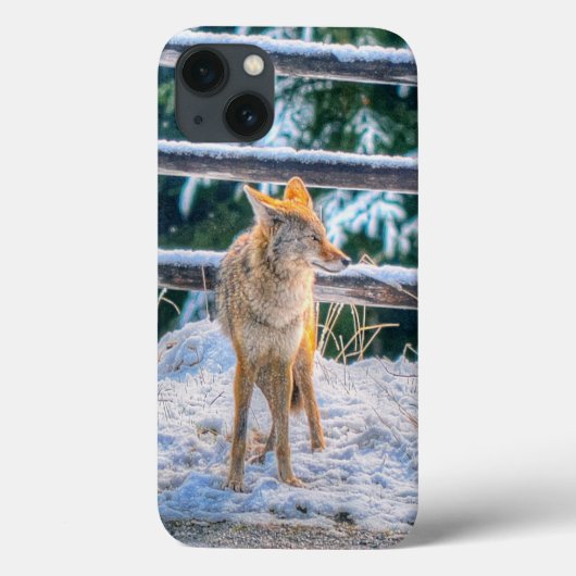 Coyote Hunting in Snow on Ranch - Wildlife Foto Case-Mate iPhone Case (Achterkant)