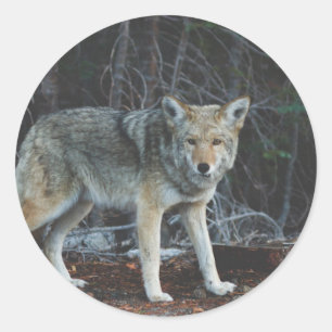 Coyote Hunting Ronde Sticker