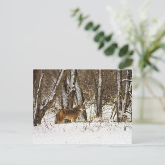 Coyote in de Sneeuw Briefkaart (Staand voorkant)