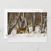 Coyote in de Sneeuw Briefkaart (Voorkant / Achterkant)