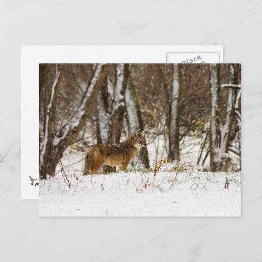 Coyote in de Sneeuw Briefkaart (Voorkant / Achterkant)