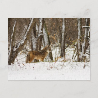 Coyote in de Sneeuw Briefkaart