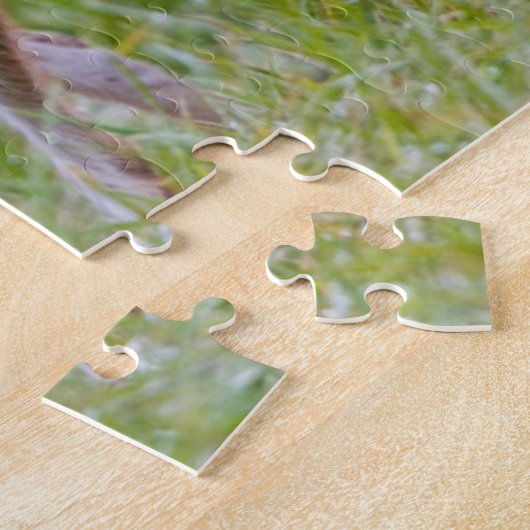 Coyote in het veld, Cades Cove Legpuzzel (Zijkant)