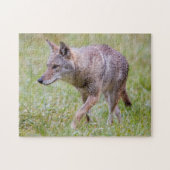 Coyote in het veld, Cades Cove Legpuzzel (Horizontaal)