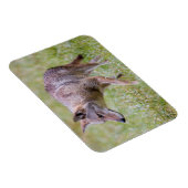 Coyote in het veld, Cades Cove Magneet (Rechterzijde)