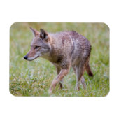 Coyote in het veld, Cades Cove Magneet (Horizontaal)