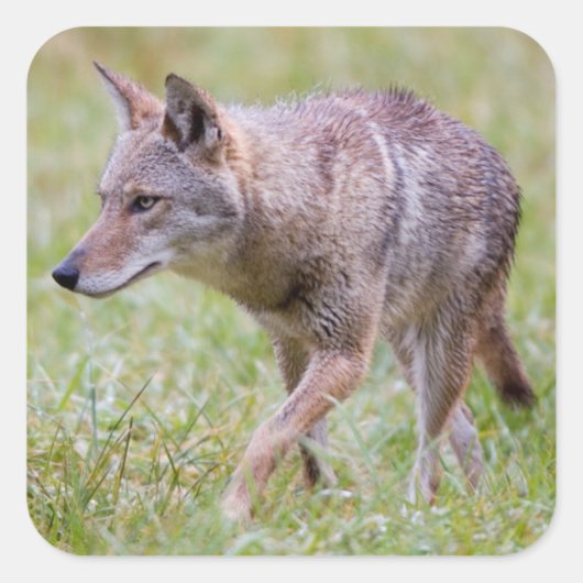 Coyote in het veld, Cades Cove Vierkante Sticker (Voorkant)