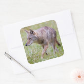 Coyote in het veld, Cades Cove Vierkante Sticker (Envelop)