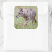 Coyote in het veld, Cades Cove Vierkante Sticker (Tas)