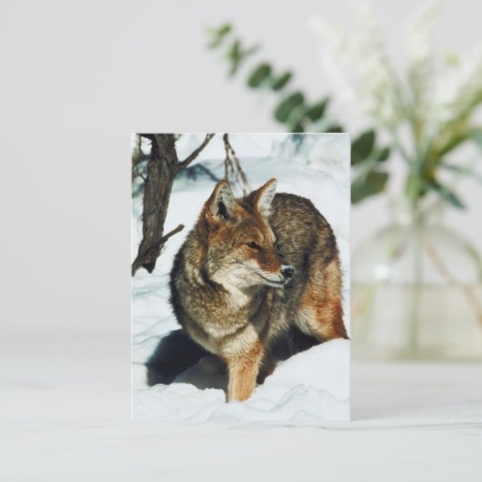 Coyote in sneeuw briefkaart (Staand voorkant)