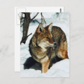 Coyote in sneeuw briefkaart (Voorkant / Achterkant)