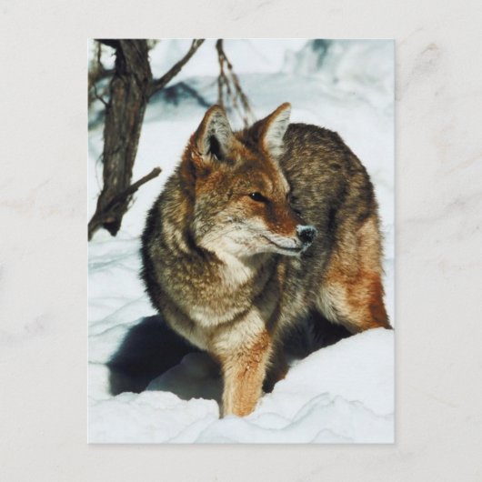 Coyote in sneeuw briefkaart (Voorkant)
