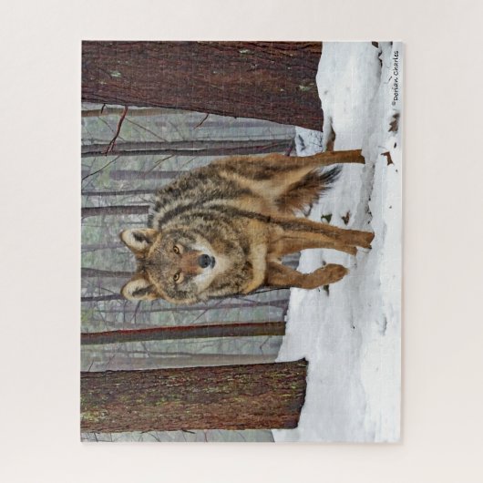 "Coyote in the Pines" puzzle Legpuzzel (Verticaal)