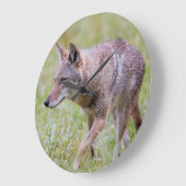 Coyote in veld, Cades Cove Grote Klok (Hoek)