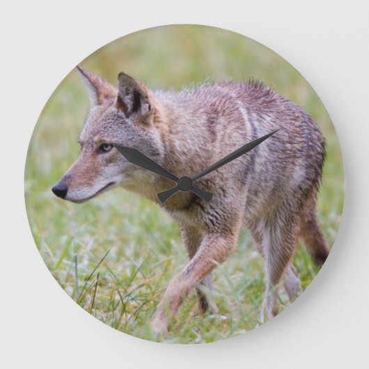 Coyote in veld, Cades Cove Grote Klok (Voorkant)