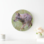 Coyote in veld, Cades Cove Grote Klok (Huis)