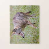 Coyote in veld, Cades Cove Legpuzzel (Verticaal)
