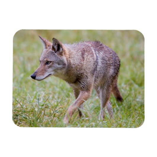 Coyote in veld, Cades Cove Magneet (Horizontaal)