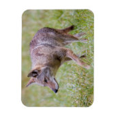 Coyote in veld, Cades Cove Magneet (Verticaal)