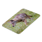 Coyote in veld, Cades Cove Magneet (Linkerzijde)