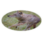 Coyote in veld, Cades Cove Snijplank (Hoek)