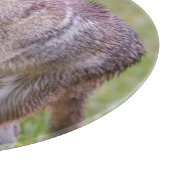 Coyote in veld, Cades Cove Snijplank (Hoek)