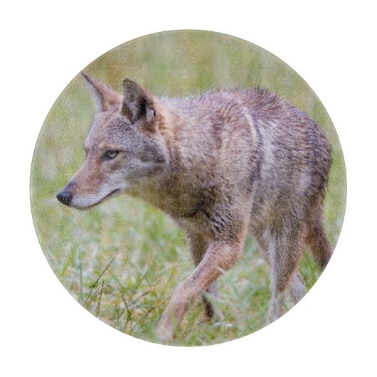 Coyote in veld, Cades Cove Snijplank (Voorkant)