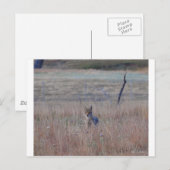 Coyote in Wind Cave National Park, South Dakota Briefkaart (Voorkant / Achterkant)